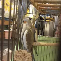 عروس هلندی سینامون نر|پرنده|پاکدشت, شهرک امام رضا|دیوار