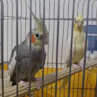 عروس هلندی|پرنده|قم, شهرک سازمان آب|دیوار