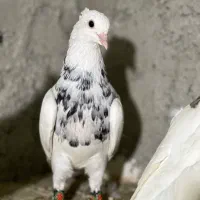 کبوترطوقی|پرنده|چابهار, |دیوار