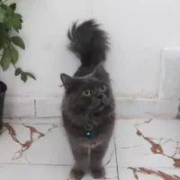 واگذاری گربه بریتیش|گربه|کازرون, |دیوار