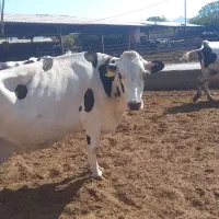 استخدام کارگر ساده دامداری