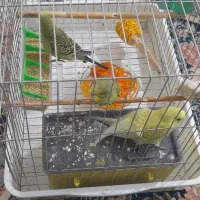 مرغ عشق|پرنده|فردیس, نگارستان|دیوار