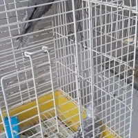 عروس نژاد وایت فیس و ایزابلا