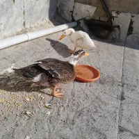 اودرک نر ماده