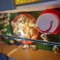 جوجه غاز 1روزه