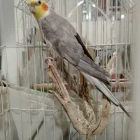 عروسی هلندی حرف بزنه