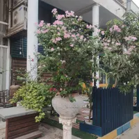 فروش دو گلدان بزرگ گل کاغذی