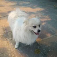 سگ آپارتمان