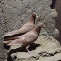 جوجه زرد کرمونی کبوتر کفتر|پرنده|چناران, |دیوار
