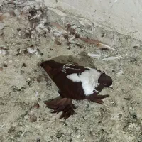 آلابغاز ماده