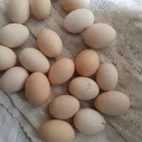 تخم مرغ
