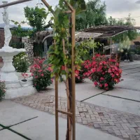 نیرو خانم جهت ظرف شور و آقا جهت سرویس دهی