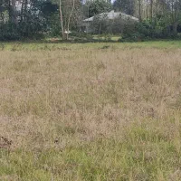 فروش زمین باغی|فروش زمین و ملک کلنگی|فومن, |دیوار