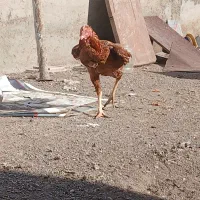 خروس لاری ۱۴ ماهه