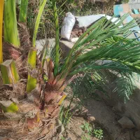 پاجوش نخل برهی و پاجوش موز