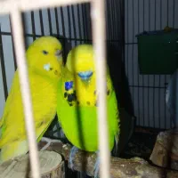 مرغ عشق اینگلیسی