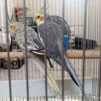 جفت عروس هلندی مولد