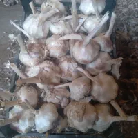 سیر