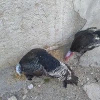 بوقلمون نر