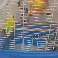 یک جفت طوطی برزیلی قشنگ همراه تمام وسایل