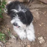 حیوانات خانگی