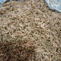 بذر شالی فجر