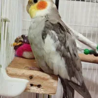 عروس هلندی گمشده