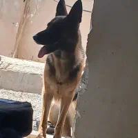 سگ ژرمن کلاسیک