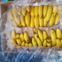 موز اکوادور