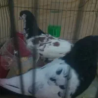 یک جفت کفتر نر و ماده|پرنده|شیراز, نصرآباد|دیوار