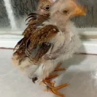 مرغ وجوجه گردن ریت وپاپری