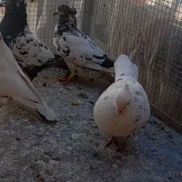 کفتر شازده،سینه دم سیاه|پرنده|نائین, |دیوار