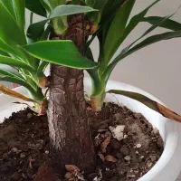 گل  با گلدان