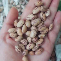 لوبیا چیتی اعلا