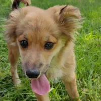 سگ‌خونگی‌‌پامراشپیتس|سگ|قدس, شهر‌قدس|دیوار