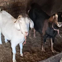 بز شیرا|حیوانات مزرعه|قائن, |دیوار