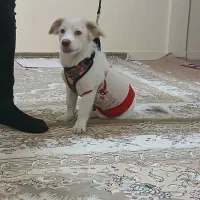 سگ پا کوتاه شیتزو