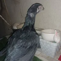 مرغ لاری