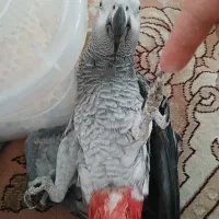 کاسکو  خر ی دار هستم معاوضه وخ ریدار پرکن