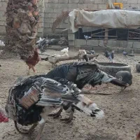 مرغ بوقلمون|حیوانات مزرعه|فاریاب, |دیوار