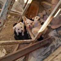 پاپی جهت واگذاری