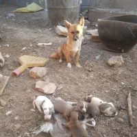 توله پاپی تیز هوش زرنگ|سگ|تربت جام, میان جام|دیوار