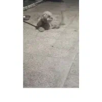 سگ شیزو با شناسنامه