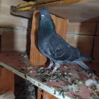 سلام به عشق بازان