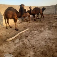 چند عدد مایه ماده