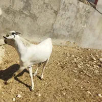 کهره نر سومال