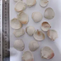 صدف ایرانی|کلکسیون و سرگرمی|بوشهر, |دیوار