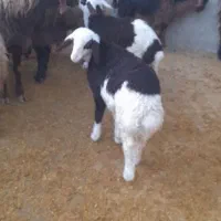 میش و بره|حیوانات مزرعه|زاغه, |دیوار