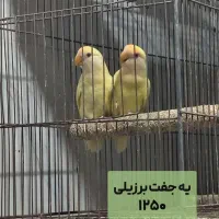 عروس هلندی و طوطی برزیلی|پرنده|بابل, |دیوار