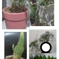 گلدون|گل مصنوعی|کرمان, |دیوار